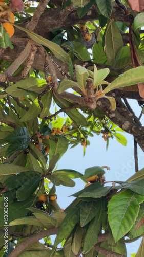 loquat tree close up video. Sunny day, blue sky. Nature background, vertical.