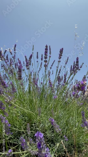 Lavender bush swaying in wind with blue sky background – relaxing summer nature footage for short videos, backgrounds, aesthetic content, wellness, and meditation videos. Vertical.