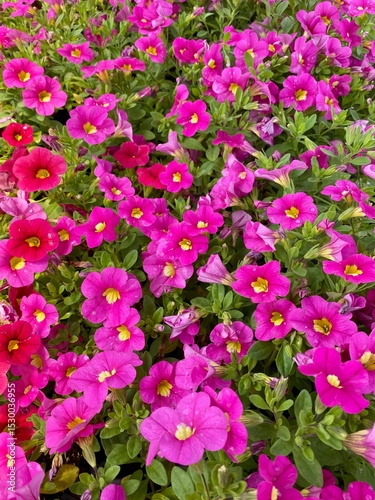 Bright pink calibrachoa flowers or million bells with yellow centers blooming on spring day