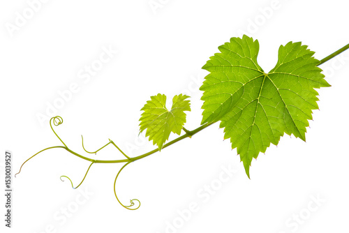 Fresh green grapevine vine tendrils leaves isolated white background