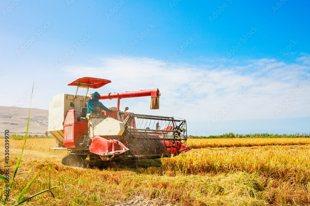 Fototapeta premium Rice harvester machine in the field