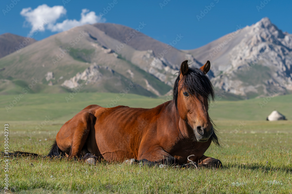 Fototapeta premium Close up of free run horse lying on green grass at the highland mountain farm pasture, mountains and blue sky with white clouds out of focus in the background. Kyrgyzstan, Naryn Region, Central Asia.