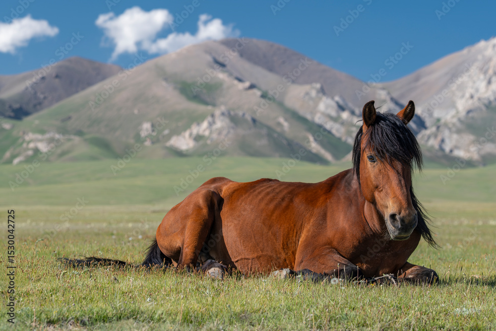 Fototapeta premium Close up of free run horse lying on green grass at the highland mountain farm pasture, mountains and blue sky with white clouds out of focus in the background. Kyrgyzstan, Naryn Region, Central Asia.