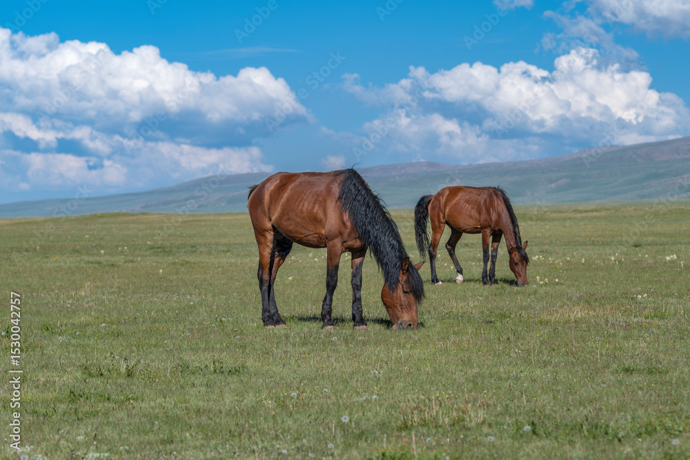 Obraz premium Free run horses graze at the highland mountain farm pasture. Sunny summer day, blue sky and mountains in the background. Kyrgyzstan, Naryn Region, Central Asia.