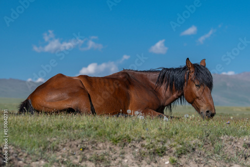 Close up of free run horse lying on green grass at the highland mountain farm pasture, mountains and blue sky with white clouds out of focus in the background. Kyrgyzstan, Naryn Region, Central Asia.