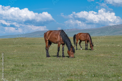 Free run horses graze at the highland mountain farm pasture. Sunny summer day, blue sky and mountains in the background. Kyrgyzstan, Naryn Region, Central Asia.