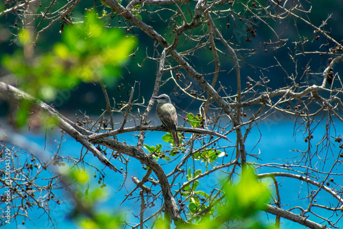 Costarican birds