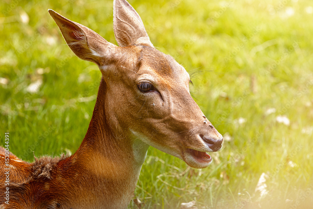 Fototapeta premium junges reh im wildpark mit offenen mund und ohren nach hinten gerichtet mit grünen hintergrund
