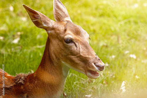 junges reh im wildpark mit offenen mund und ohren nach hinten gerichtet mit grünen hintergrund photo