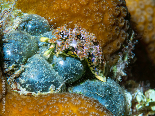 Lettuce Sea Slug Crawling on Coral in Roatán