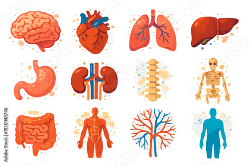 Human anatomy illustration: organs, skeleton, circulatory, nervous systems