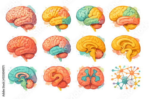 Colorful illustrated brain anatomy: twelve artistic views in vibrant hues