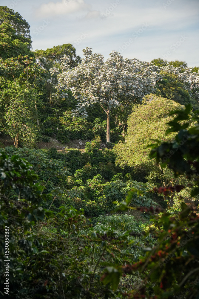 Obraz premium tree in the forest