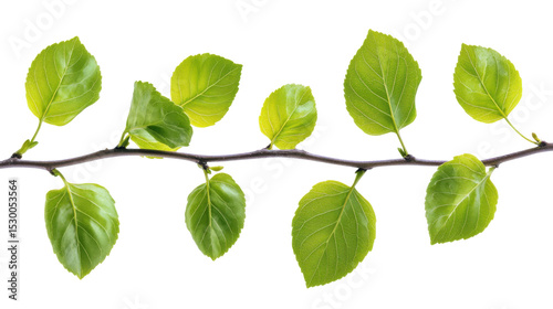 Fresh green leaves on a branch on white background 