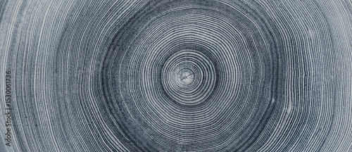 Faded denim blue gray cut wood texture. Detailed black and white texture of a felled tree trunk or stump. Rough organic tree rings with close up of end grain.