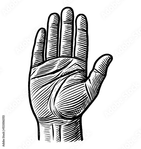 Engraved Illustration of a Human Hand with Fingers Extended Upward in Black and White