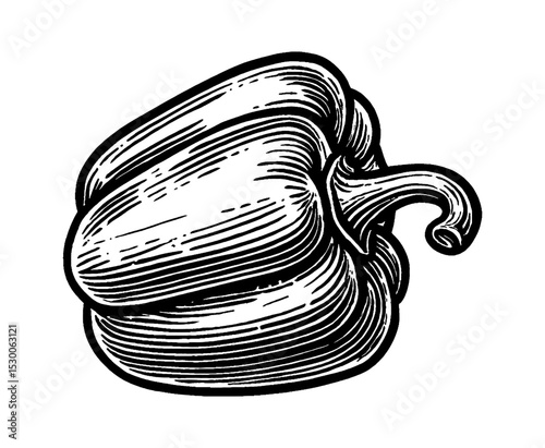 Detailed Engraving of a Single Bell Pepper in Black and White Isolated on White