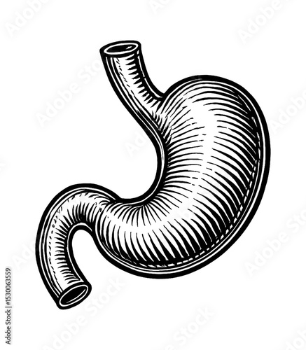 Engraving Style Drawing of Human Stomach Anatomy on White Background
