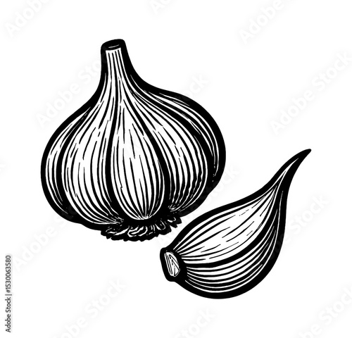 Black and white engraving style drawing of garlic bulb and clove on white backdrop