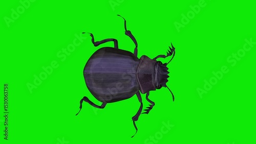 Scarab Beetle - Walking Loop - Top Close Up View - Green Screen - Realistic naturalistic cinematic Full HD 3D animation isolated on chroma key background