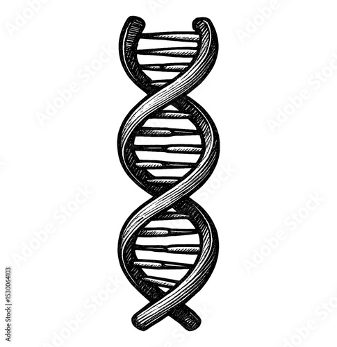 Engraved illustration of DNA double helix structure in black and white