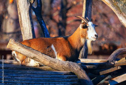 Goat resting on a wooden structure made of logs and planks, basking in warm sunlight. Background adds a serene, rustic charm to the scene