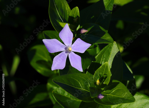 Portugal. Close-up of a perfect example of a solitary blue, Intermediate Periwinkle flower - vinca difformis. Selective focus. Has medicinal uses - Contains alkaloids used in chemotherapy for leukemia
