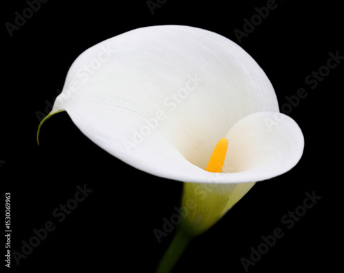 Close-up of a white, Calla Lily in natural light isolated on a black background. Zantedeschia aethiopica. Selective shallow focus on spadix. Cutting path. photo