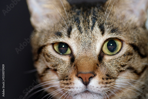 Close up shot of Tabby cat.  It is any domestic cat (Felis catus) with a coat pattern distinguished by an M-shaped marking on its forehead