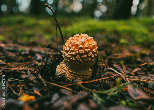 Red mushroom in the foreground against background of trees.