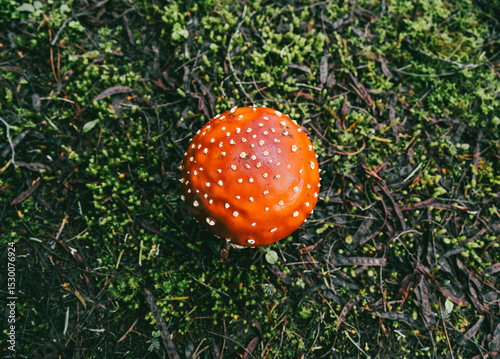 Red mushroom in the foreground against background of trees.