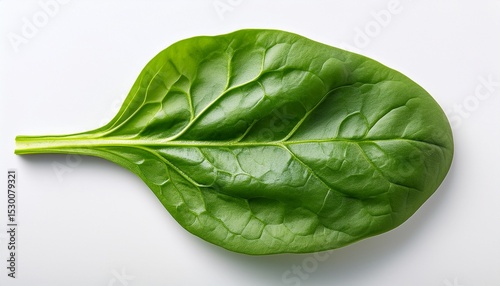 top view of a fresh green spinach leaf with intricate veins isolated on a white background