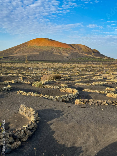Vast expanse of unique vineyards in Lanzarote, where grapevines are cultivated in rounded stone pits in dark volcanic soil. Striking reddish volcanic cone dominates landscape under a clear blue sky.
