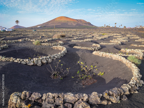 Vines grow in circular stone enclosures across black volcanic soil of Lanzarote with dormant volcano rising above vineyards bathing in golden light. Unique farming method for dry and windy climate.