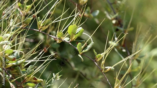 Birch Leaf Mountain Mahogany, Cercocarpus Betuloides Variety Betuloides, a dear native shrub displaying immature cylindric trichomatic achene fruit during Spring in the Santa Monica Mountains.