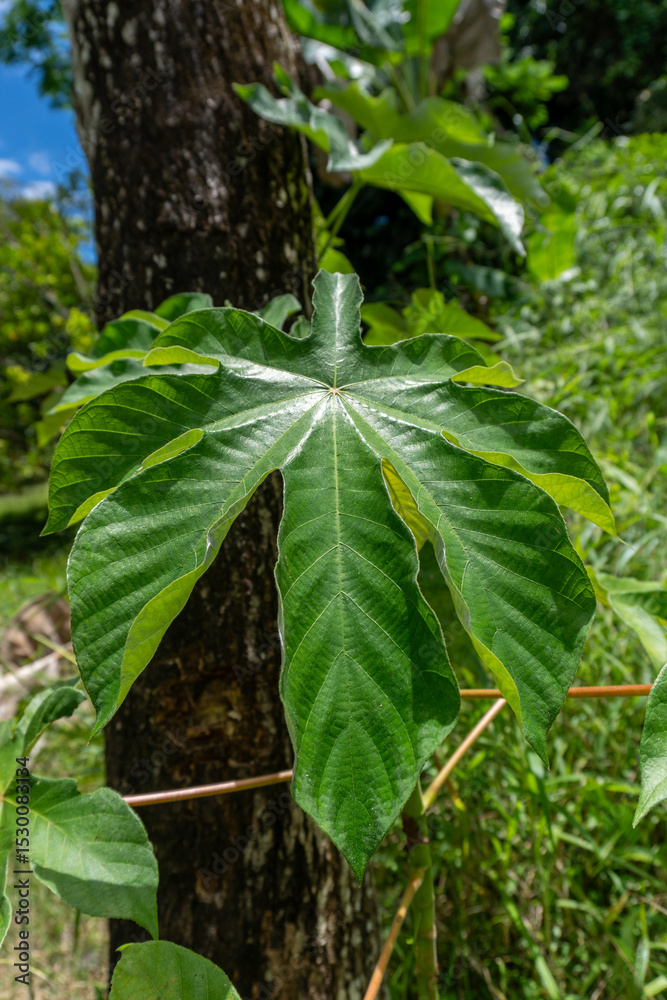 Obraz premium Close-up of a Cassava Leaf in a Tropical Environment