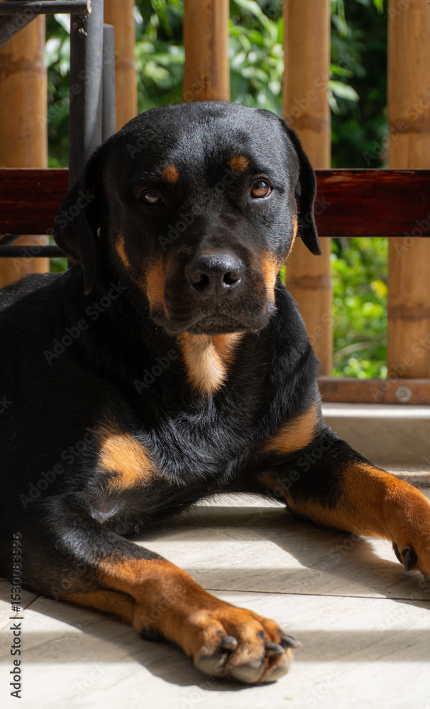 Fototapeta premium Rottweiler in the garden at sunset.