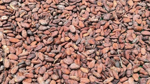 Sun-drying cocoa beans enhances flavor naturally. Spread on mats, they dry slowly under sunlight, ensuring rich, high-quality chocolate