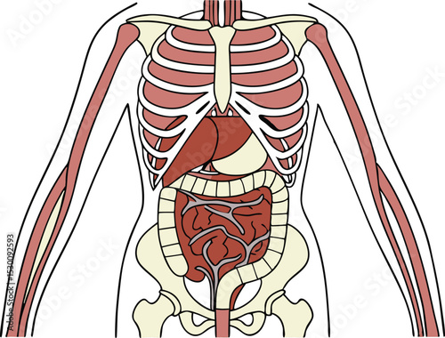 Human Torso with Internal Organs Anatomy Illustration