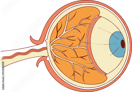 Human Eye Cross Section Anatomy Illustration