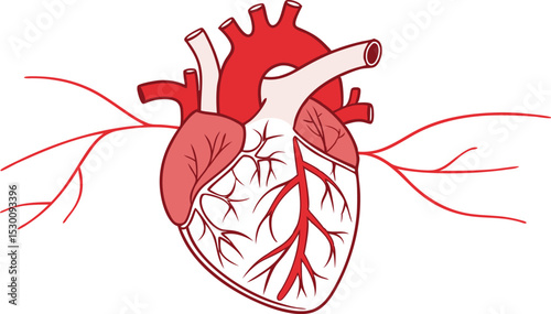 Human Heart with Vessels and Arteries Illustration