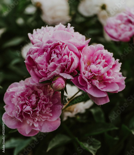 summer peonies 