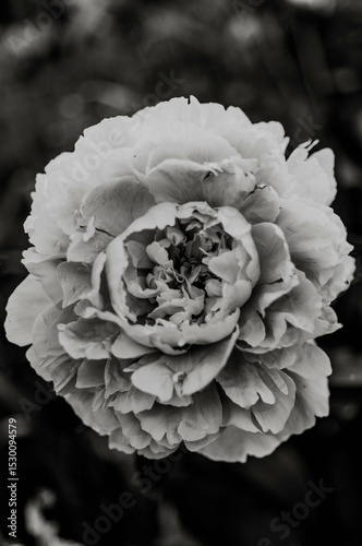 Black and white peony 