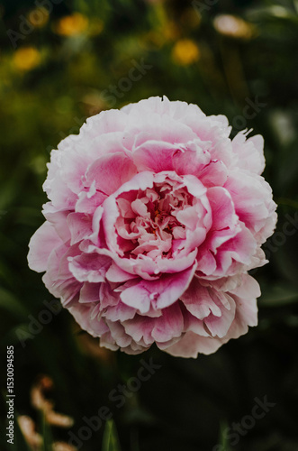 Pink Peony 