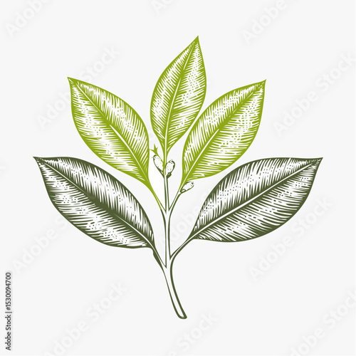 Vector illustration of lemon Leaves in vintage botanical style with hatching. Linear drawing of citrus plants for food design in vintage engraving style.