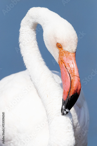 El retrato de un majestoso Flamenco común (Phoenicopterus roseus)