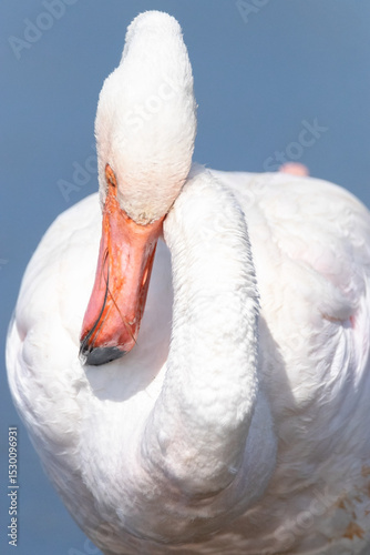 Unas de las especies de aves mas elegantes entre otras  
Flamenco común (Phoenicopterus roseus)