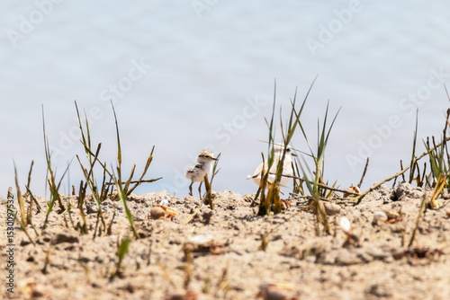 Un polluelo de Chorlitejo Patinegro (Charadrius alexandrinus) junto su madre