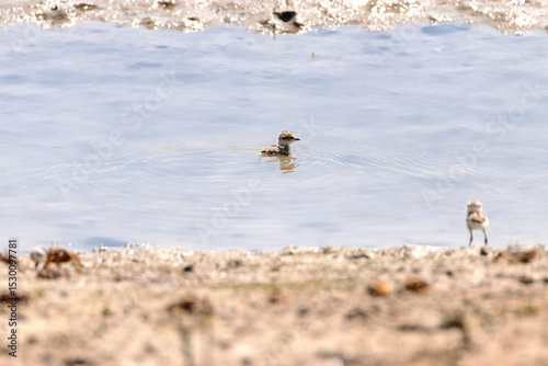 Cruzando la laguna este polluelo de Chorlitejo Patinegro (Charadrius alexandrinus) photo