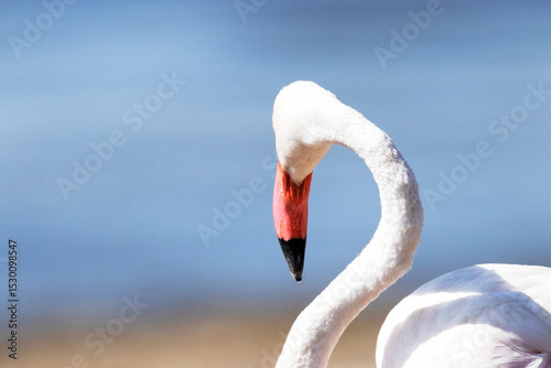 Empieza a observar para irse este Flamenco común (Phoenicopterus roseus)